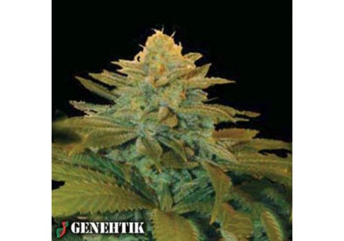 Genehtik Seeds Txees Bilbo
