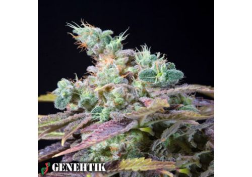 Genehtik Seeds Txomango