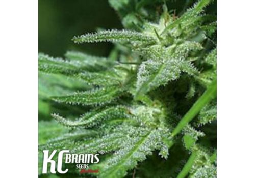 KC Brains White KC