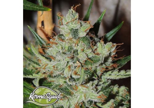 Karma Squad Seeds White Sumo