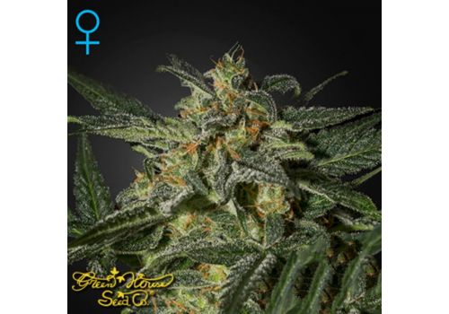 Green House Seeds White Widow AUTO