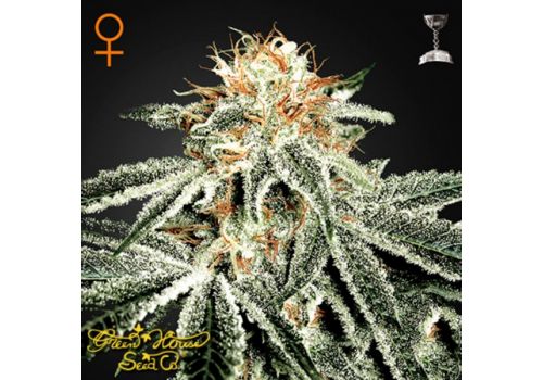 Green House Seeds White Widow