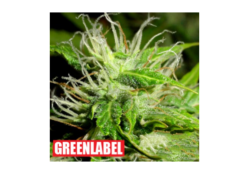 Green Label Seeds White Fruit