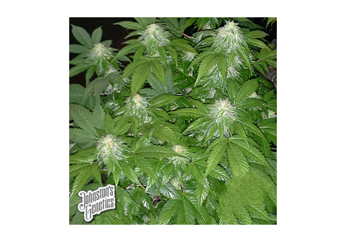 Johnston's Genetics Seeds Zion's Cure