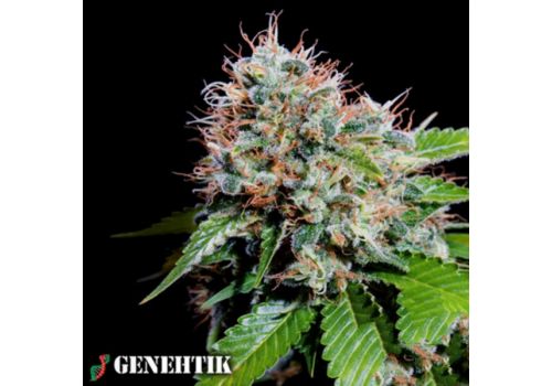 Genehtik Seeds Zuri Widow