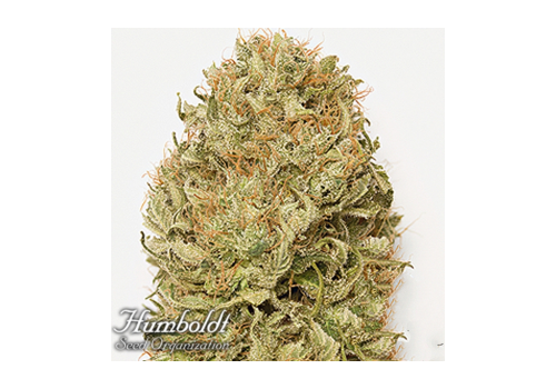 Humboldt Seed Organization AUTOMATIC Blue Dream