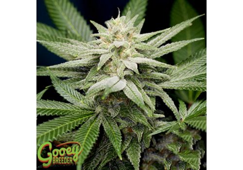 Gooeybreeder Seeds Pure Gooey