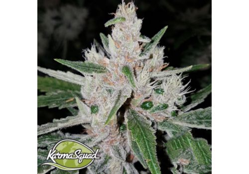 Karma Squad Seeds Crumbled Lime