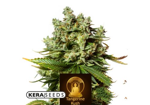 Kera Seeds Tangerine Kush