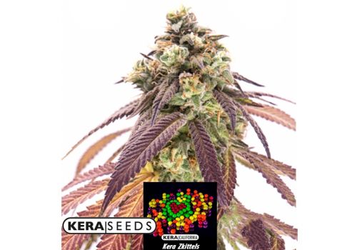 Kera Seeds Zkittels AUTO