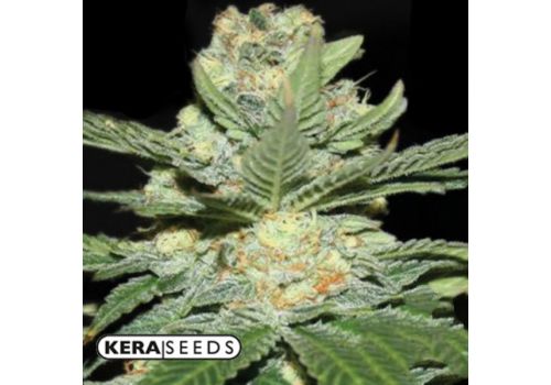 Kera Seeds Jack Herer