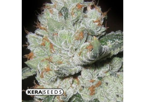 Kera Seeds Medical OG Kush