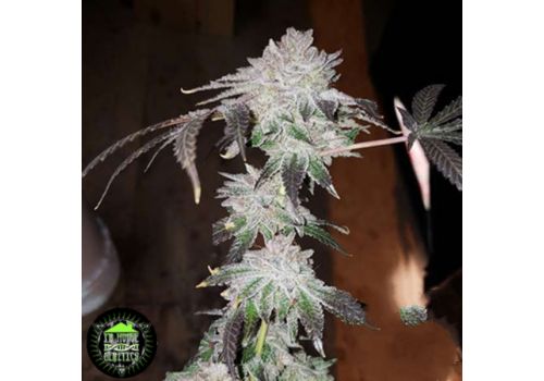 In House Genetics Jelly Mints