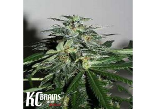 KC Brains Cyber Crystal