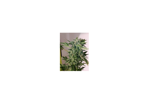KC Brains Diamond Queen Kush AUTO