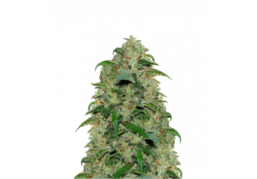 Karma Genetics Seeds Amnesia OG AKA Where's My Bike