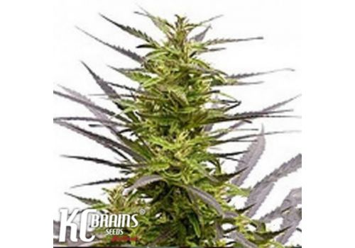 KC Brains KC42