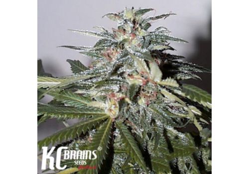 KC Brains KC51 Automatic