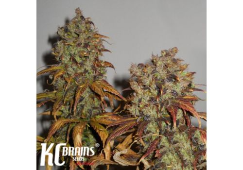 KC Brains Mango