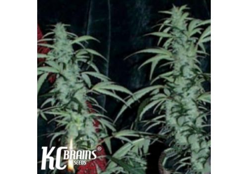 KC Brains Northern Lights Special
