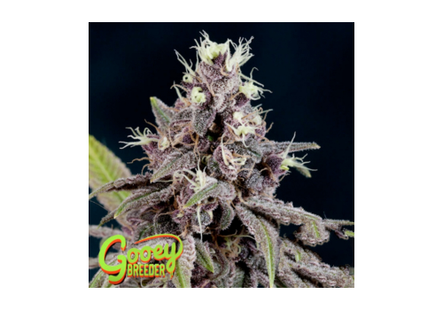 Gooeybreeder Seeds Purple Mayhem