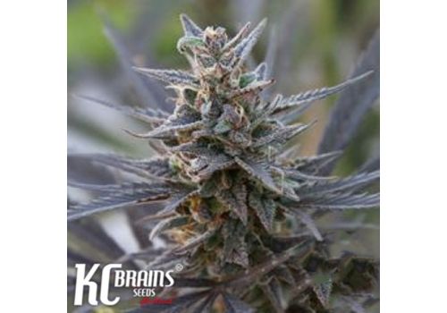 KC Brains Spontanica