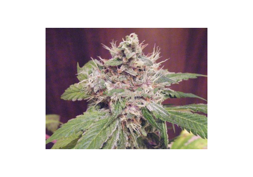 Green Devil Seeds Sweet Clements